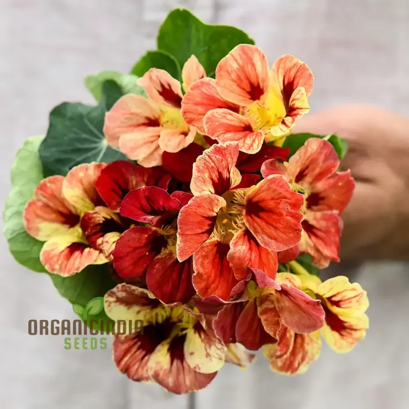 Nasturtium Bloody Mary Flower Seeds for Planting, Grow Stunning, Vibrant Red Blooms in Your Garden, Perfect for Garden