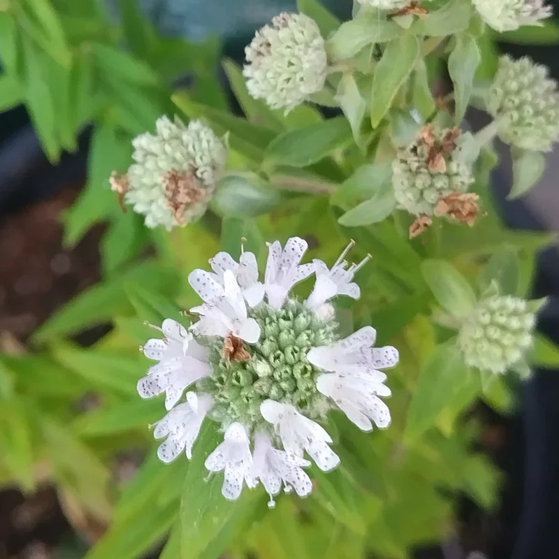 Mountain Mint (Pycnanthemum pilosum) Seeds - Fragrant Herb for Pollinators - Grow Your Own Medicinal Garden - Organic Gardening Supplies
