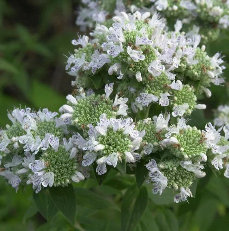 Mountain Mint (Pycnanthemum pilosum) Seeds - Fragrant Herb for Pollinators - Grow Your Own Medicinal Garden - Organic Gardening Supplies