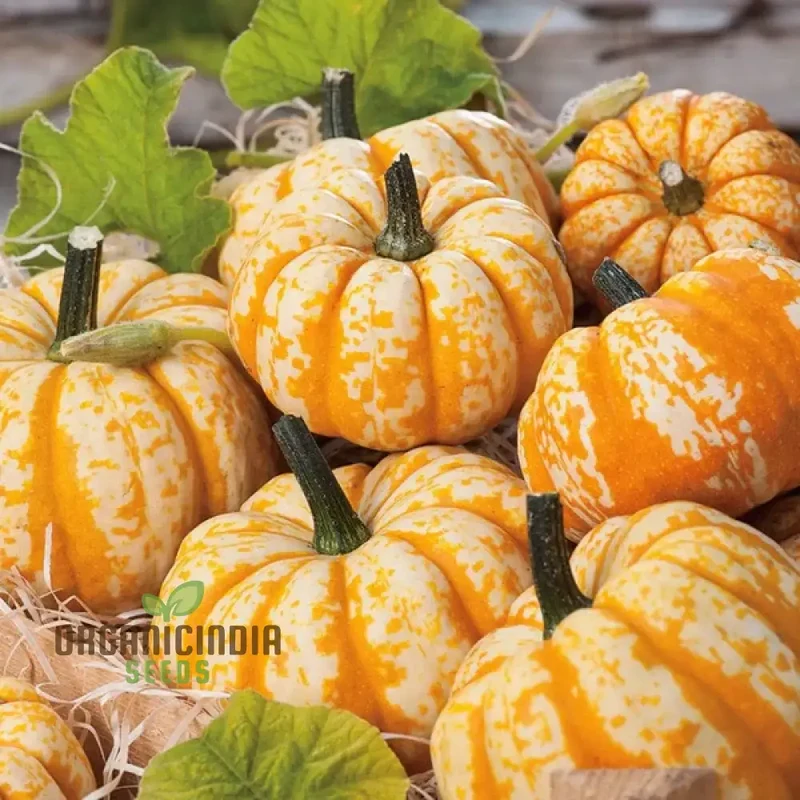 Pumpkin Seeds 'Sweet Lightning' for Bountiful Harvests and Festive Garden Displays!
