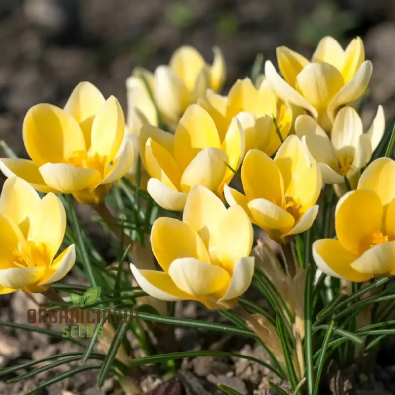 Crocus Chrysanthus Romance Flower Seeds For Planting, Gorgeous Golden Yellow Crocus for a Beautiful Early Spring Garden Display