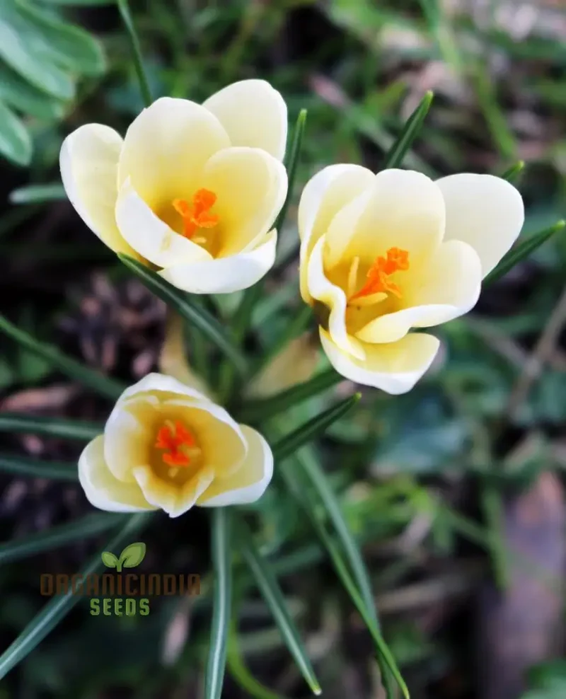 Crocus Chrysanthus Romance Flower Seeds For Planting, Gorgeous Golden Yellow Crocus for a Beautiful Early Spring Garden Display