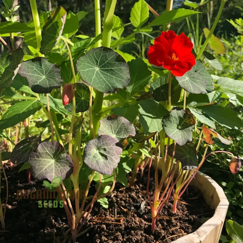 Nasturtium Seeds - Blue Pepe | Hardy Annual Flowers for Garden Planting | Edible Flowers, Easy to Grow
