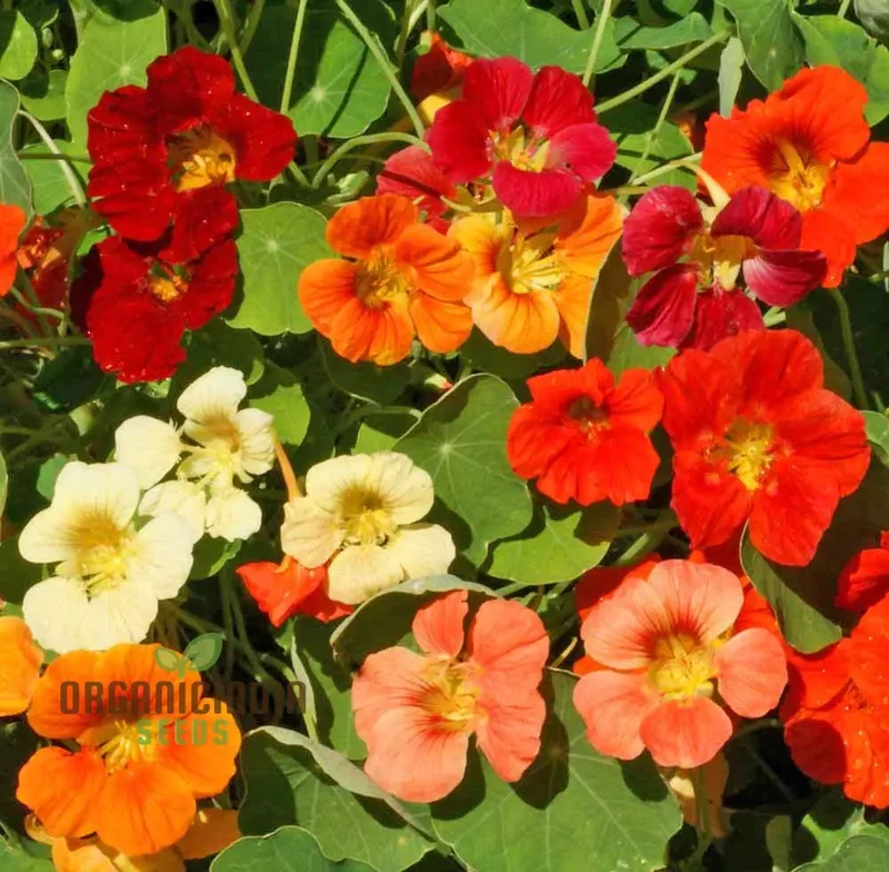 Nasturtium Tom Thumb Alaska Mix Seeds for Planting, Create Stunning, Colorful Gardens with Easy-to-Grow Nasturtium Flowers, Perfect for Gardening