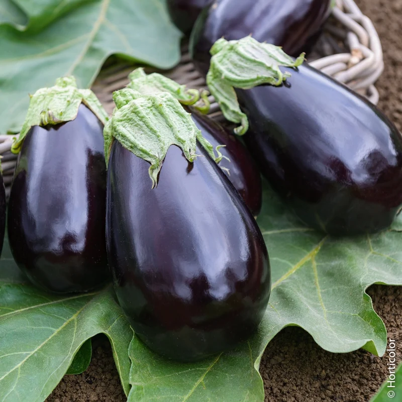 Aubergine 'Bonica' F1 Hybrid Seeds for Gardening Enthusiasts | Premium Quality Vegetable Seeds