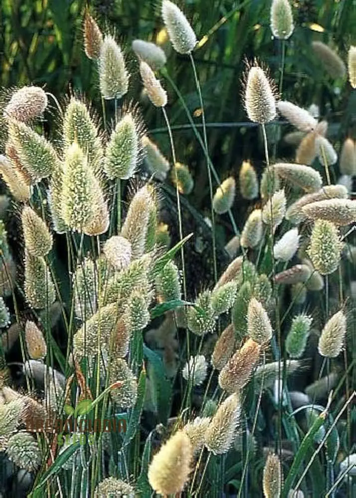 Annual Ornamental Grass Mix Seeds – Easy-to-Grow Vibrant Garden Grasses for Landscaping & Borders
