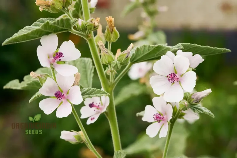 Marsh Mallow Flower Seeds for Planting