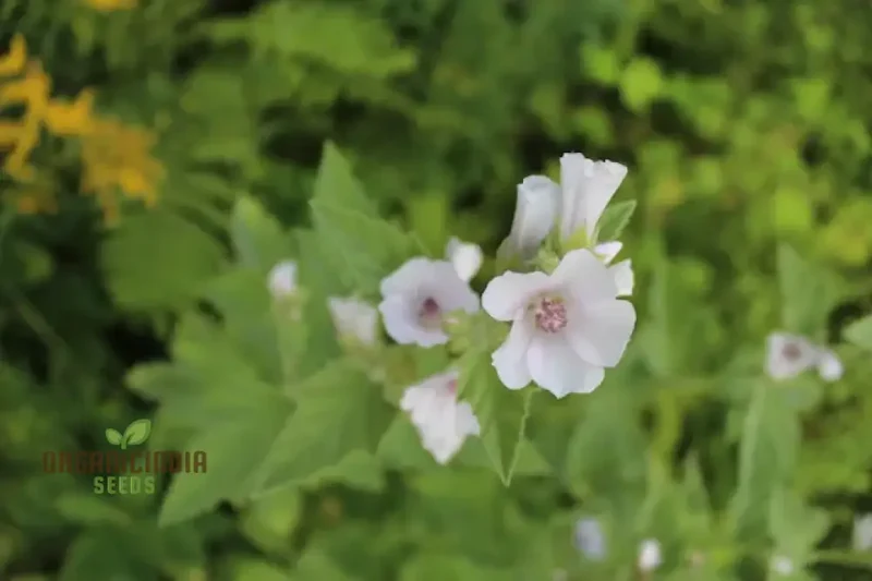 Marsh Mallow Flower Seeds for Planting