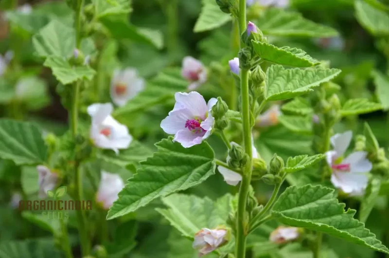 Marsh Mallow Flower Seeds for Planting