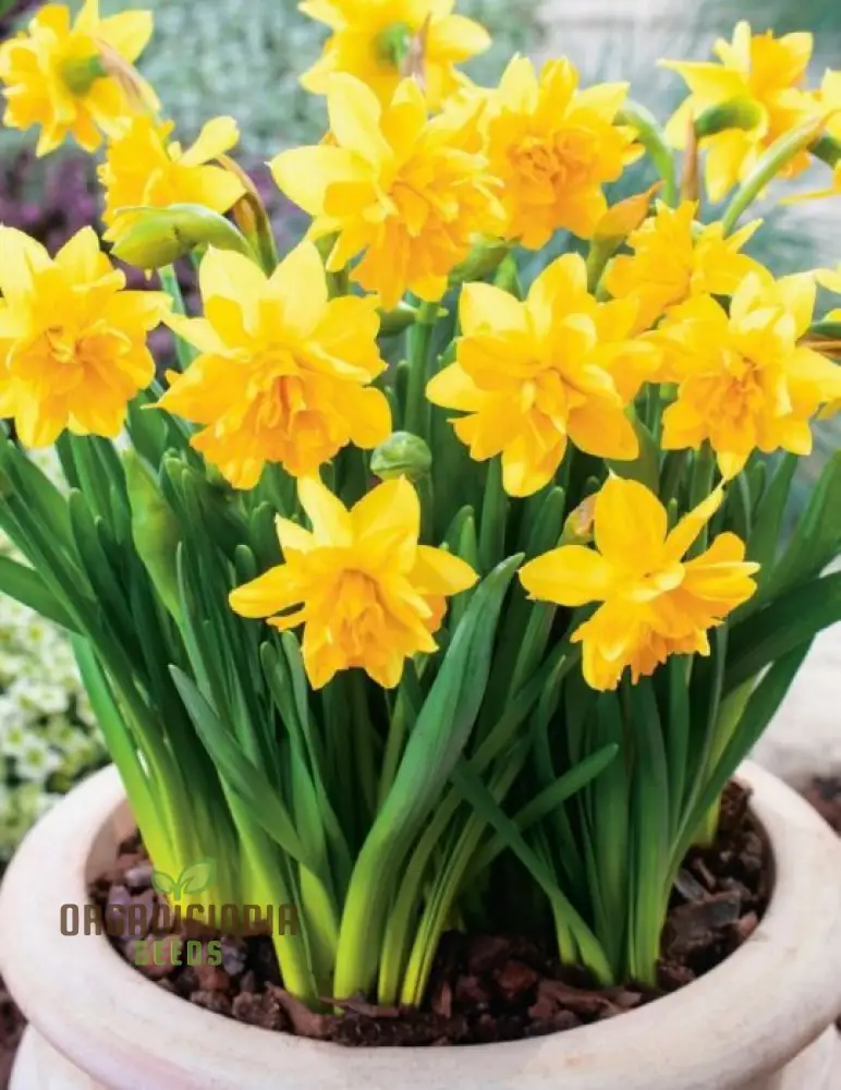 Narcissus Tete Boucle Flower Seeds For Planting, Delightful Frilly Daffodils for a Charming and Vibrant Spring Garden