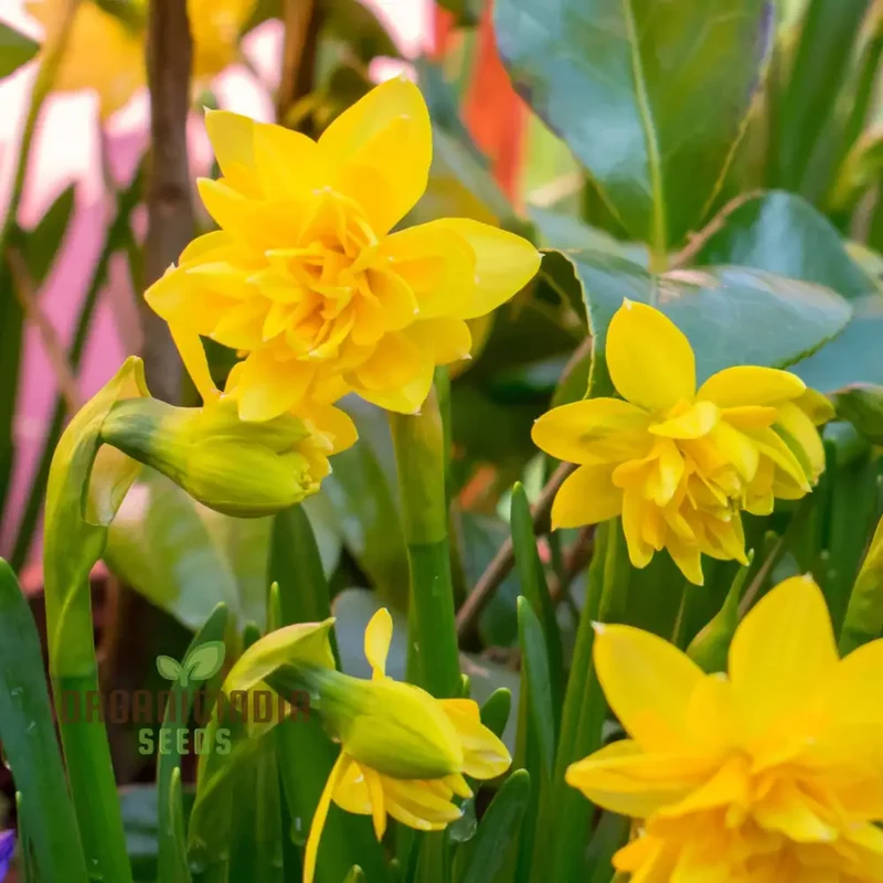 Narcissus Tete Boucle Flower Seeds For Planting, Delightful Frilly Daffodils for a Charming and Vibrant Spring Garden