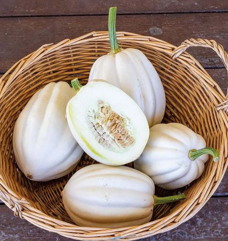 Squash 'Mashed Potatoes' F1 Hybrid Seeds High-Yield Gardening Variety, Easy to Grow, Perfect for Home Gardeners