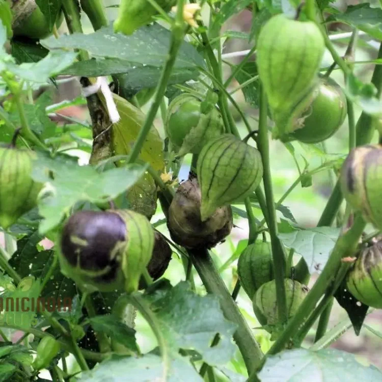Tomatillo 'De Milpa' Seeds for Home Gardening - Heirloom Vegetable Seeds for Salsa Verde & Mexican Cuisine Seeds