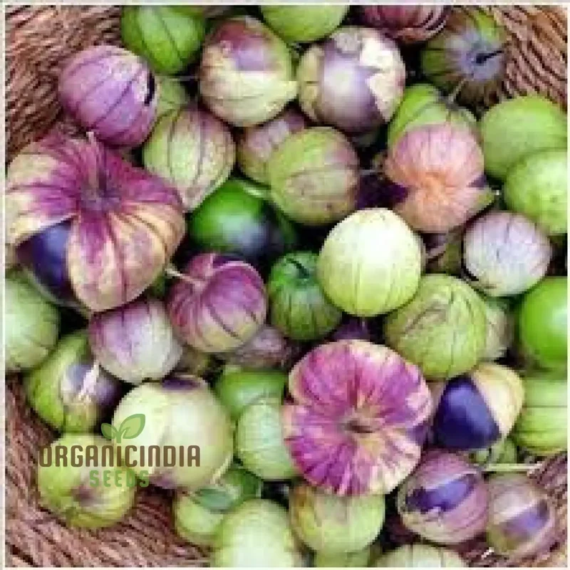 Tomatillo 'De Milpa' Seeds for Home Gardening - Heirloom Vegetable Seeds for Salsa Verde & Mexican Cuisine Seeds