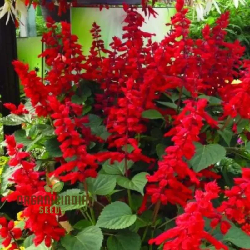 SALVIA - BLOOD SAGE Seeds for Gardening Enthusiasts | Premium Quality Planting Seeds