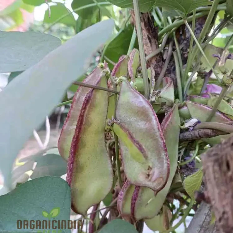 Dolichos Red Broad Seeds - Premium Quality for Planting and Growing Beautiful Vines in Your Garden