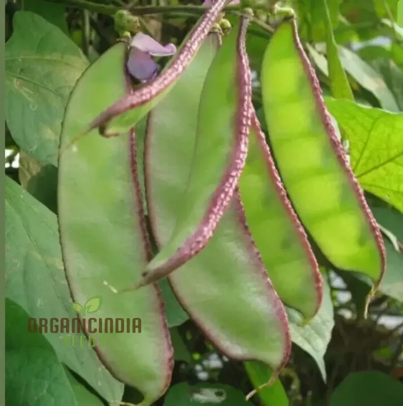 Dolichos Red Broad Seeds - Premium Quality for Planting and Growing Beautiful Vines in Your Garden