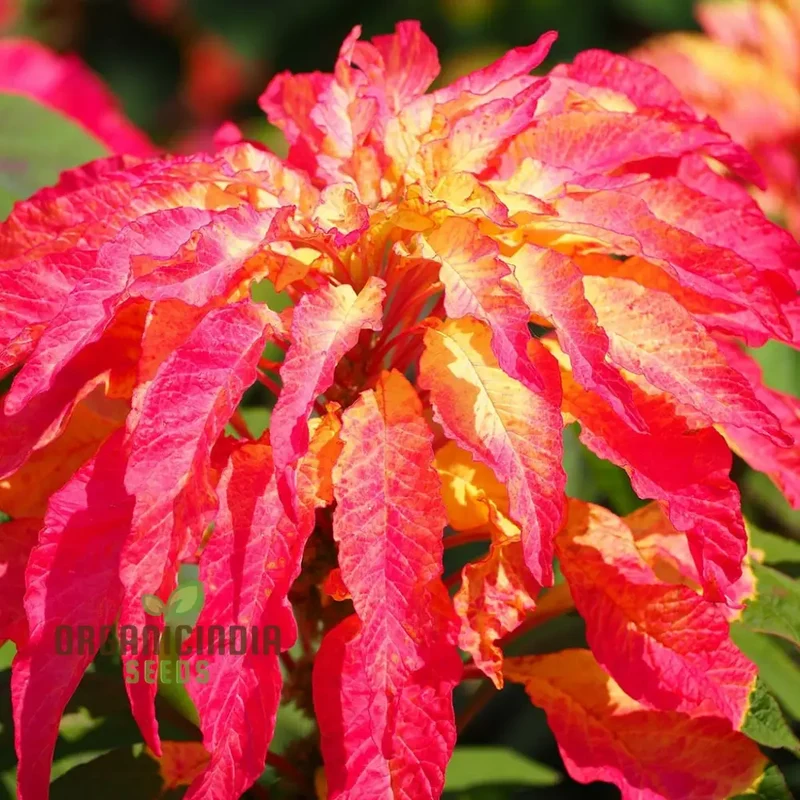 Amaranth Bicolor Illumination Seeds for Planting, Gardening Enthusiasts