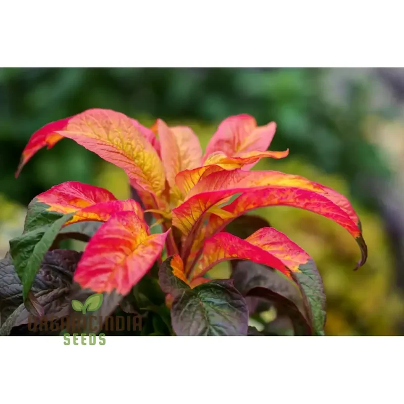 Amaranth Bicolor Illumination Seeds for Planting, Gardening Enthusiasts