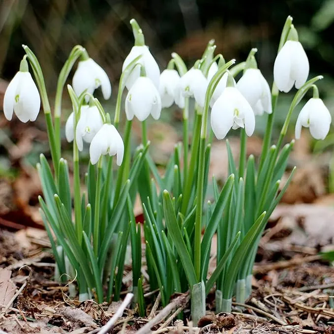 Galanthus Elwesii Flower Seeds For Planting, Elegant Snowdrop Flowers for a Charming and Early Spring Garden Display
