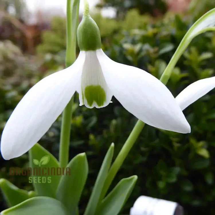 Galanthus Elwesii Flower Seeds For Planting, Elegant Snowdrop Flowers for a Charming and Early Spring Garden Display