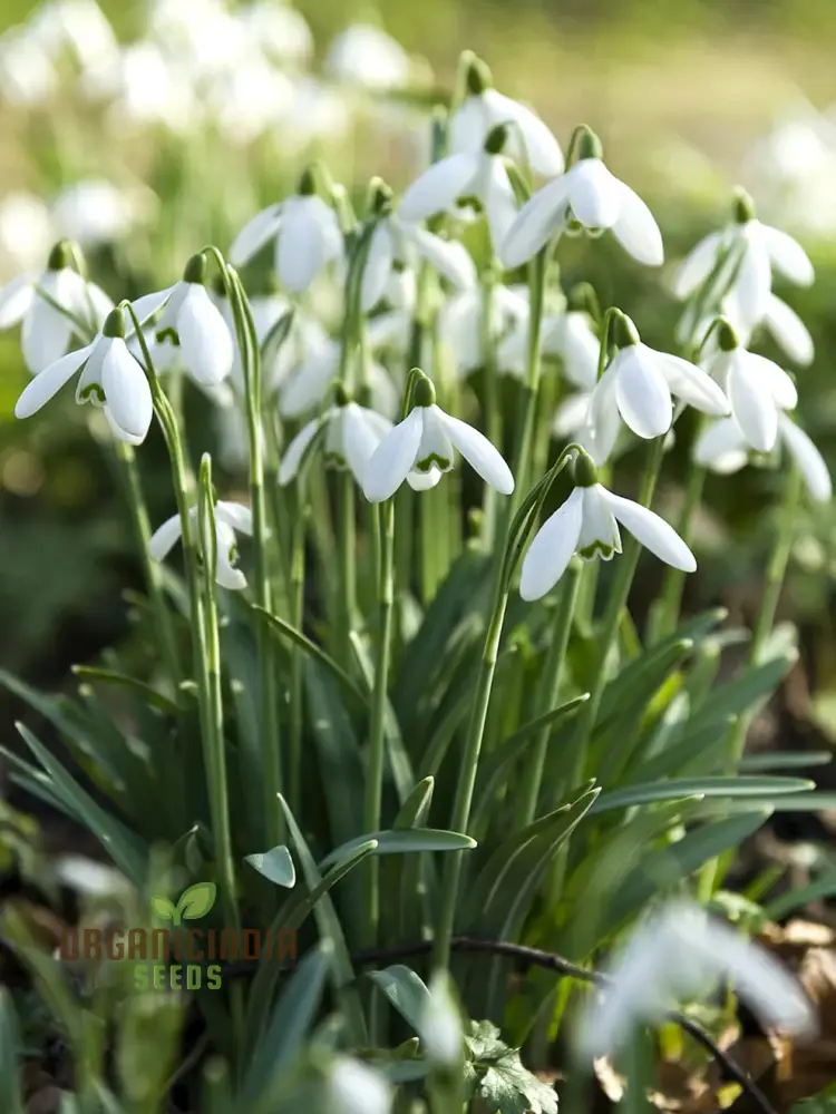 Galanthus Elwesii Flower Seeds For Planting, Elegant Snowdrop Flowers for a Charming and Early Spring Garden Display