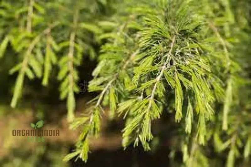Deodar Cedar Seeds - Cedrus Deodora for Gardening Enthusiasts | Fresh Seeds