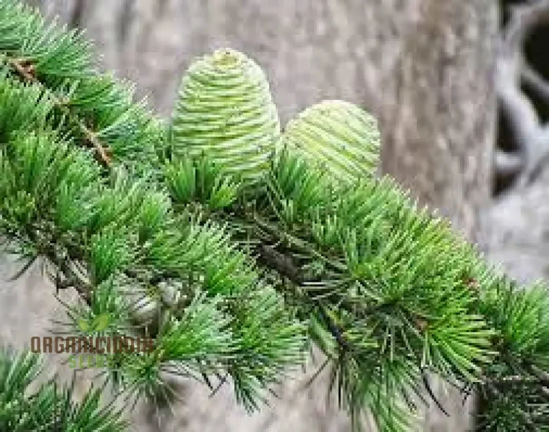 Deodar Cedar Seeds - Cedrus Deodora for Gardening Enthusiasts | Fresh Seeds