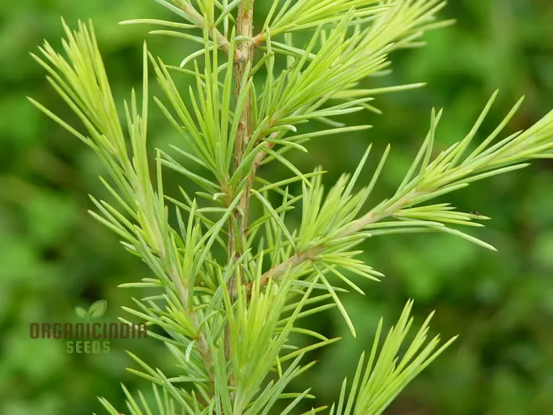 Deodar Cedar Seeds - Cedrus Deodora for Gardening Enthusiasts | Fresh Seeds