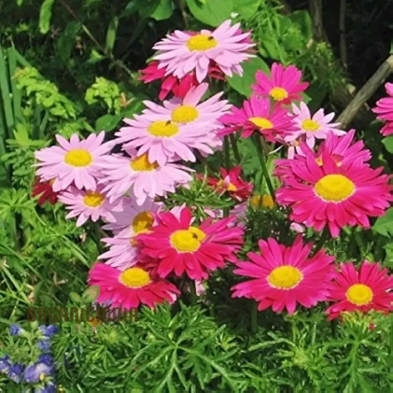 Robinson’s Giant Painted Daisy Seeds – Giant Spring Blooms