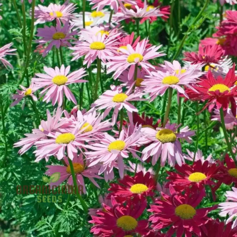 Robinson’s Giant Painted Daisy Seeds – Giant Spring Blooms