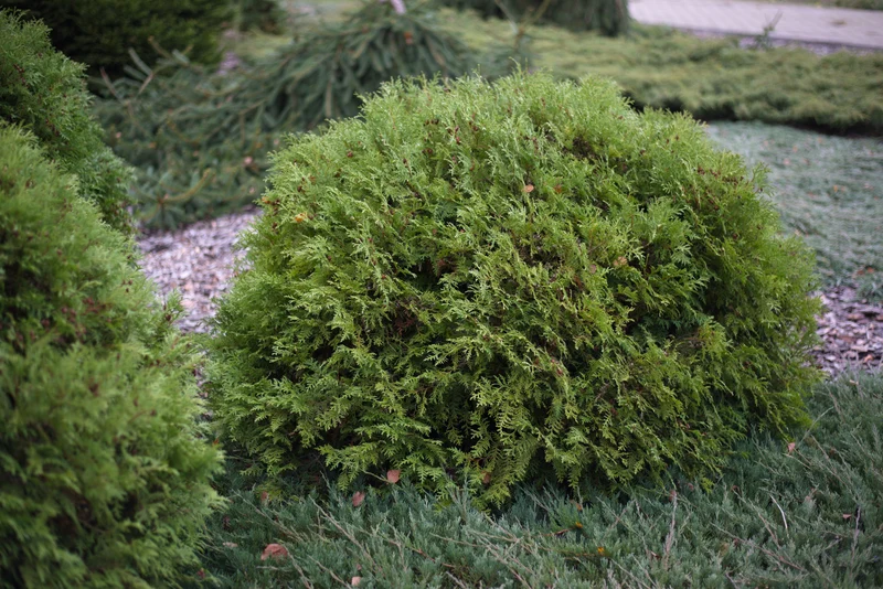 Cèdre ‘Woodwardii’ ( Thuja occidentalis ‘Woodwardii’)