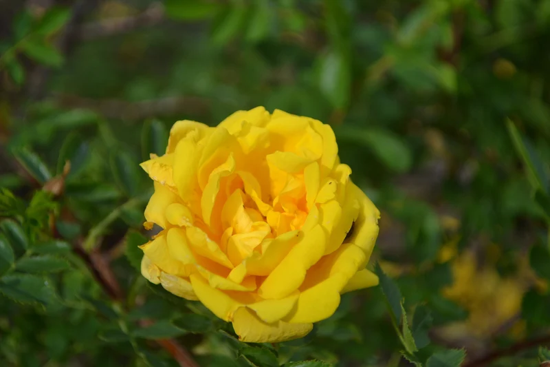 Rosier ancien ‘Persian Yellow’ ( Rosa ‘Persian Yellow’)
