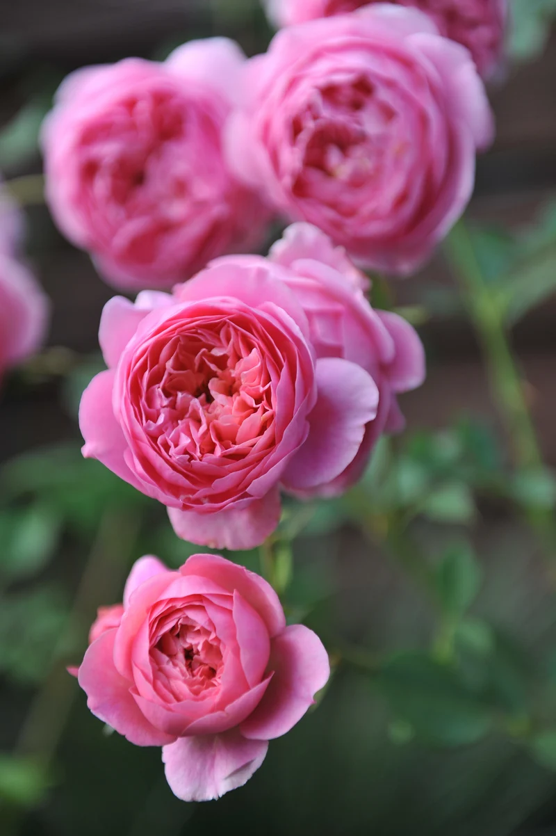 Rosier anglais ‘Boscobel’ ( Rosa ‘Boscobel’)