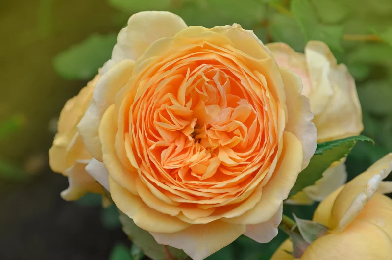 Rosier anglais ‘Crown Princess Margareta’ ( Rosa ‘Crown Princess Margareta’)