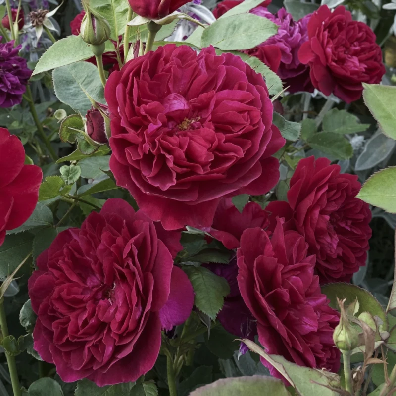 Rosier anglais ‘Darcey Bussell’ ( Rosa ‘Darcey Bussell’)