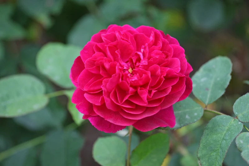 Rosier anglais ‘Darcey Bussell’ ( Rosa ‘Darcey Bussell’)