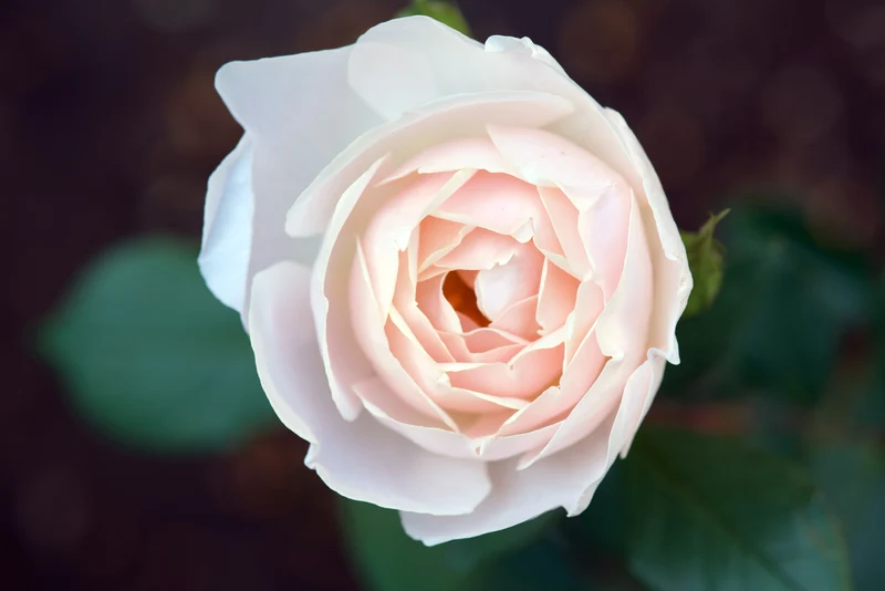 Rosier anglais ‘Desdemona’ ( Rosa ‘Desdemona’)