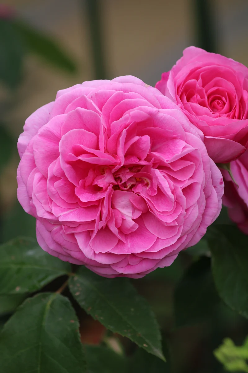 Rosier anglais ‘Gertrude Jekyll’ ( Rosa ‘Gertrude Jekyll’)