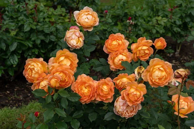 Rosier anglais ‘Lady of Shalott’ ( Rosa ‘Lady of Shalott’)