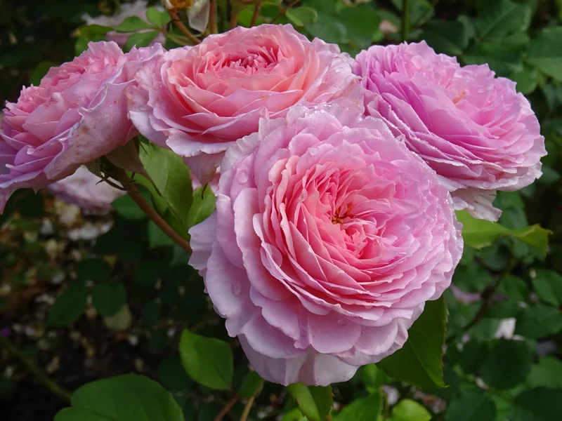 Rosier anglais ‘James Galway’ ( Rosa ‘James Galway’)