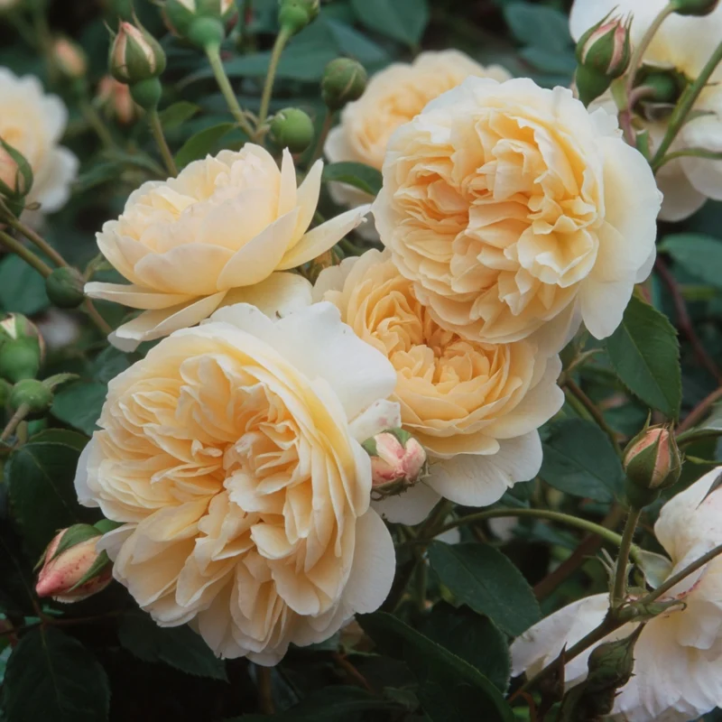 Rosier anglais ‘Lichfield Angel’ ( Rosa ‘Lichfield Angel’)