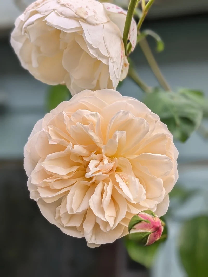 Rosier anglais ‘Lichfield Angel’ ( Rosa ‘Lichfield Angel’)