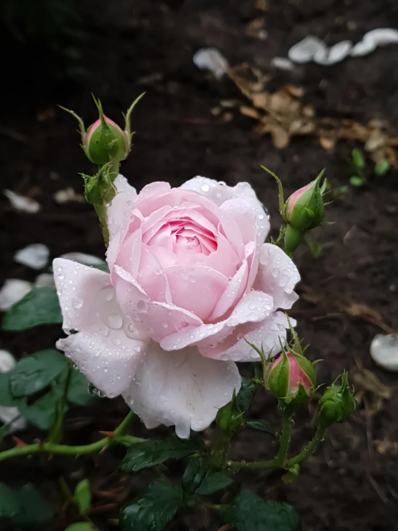 Rosier anglais ‘Scepter'd Isle’ ( Rosa ‘Scepter'd Isle’)
