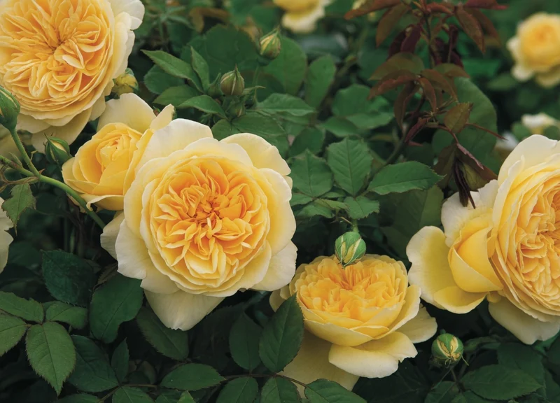 Rosier anglais ‘Teasing Georgia’ ( Rosa ‘Teasing Georgia’)