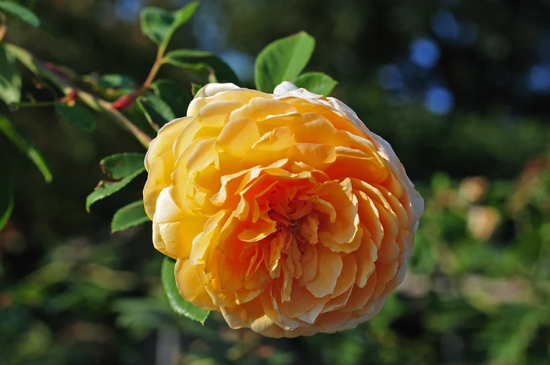 Rosier anglais ‘Teasing Georgia’ ( Rosa ‘Teasing Georgia’)