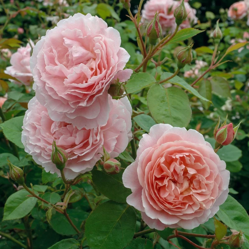 Rosier anglais ‘Strawberry Hill’ ( Rosa ‘Strawberry Hill’)