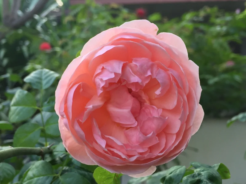 Rosier anglais ‘Strawberry Hill’ ( Rosa ‘Strawberry Hill’)