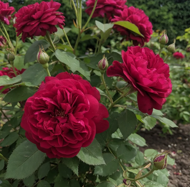 Rosier anglais ‘Tess of the d’Urbervilles’ ( Rosa ‘Tess of the d’Urbervilles’)