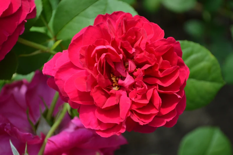 Rosier anglais ‘Tess of the d’Urbervilles’ ( Rosa ‘Tess of the d’Urbervilles’)